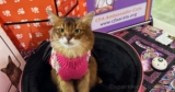 Keeping Warm at the Ventura Cat Show