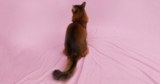 Why Does Your Cat Face Away From You? It’s Not What You Think!