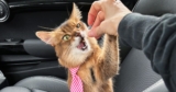 Extremely Silly Outtakes – Summer’s Fabulous Cat Life