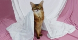 What Your Cat Knows About You (That You Didn’t Know)