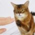 How to Cat Proof a Toilet Paper Holder: Explanation & Tips