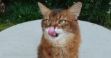 9 Adorable and Fascinating Facts About Your Cat’s Tongue