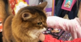 How To Teach Kids to Handle a Cat (Advice From a Therapy Cat)