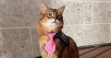 Therapy Cat Ups and Downs at the Assisted Living