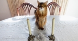 Waiting Impatiently for Dinner – Summer’s Fabulous Cat Life