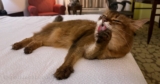 Happy Hotel Time – Summer’s Fabulous Cat Life