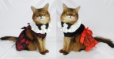 The Plaid Cat Dresses With My Collar, On Video