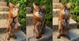 The Un-Glamor Photo Session – Summer’s Fabulous Cat Life