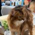 The Un-Glamor Photo Session – Summer’s Fabulous Cat Life