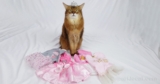 Princess Day Dress Modeling – Summer’s Fabulous Cat Life