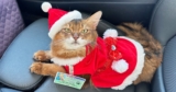 Santa Kitty Therapy Cat – Summer’s Fabulous Cat Life