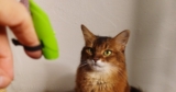 Are Laser Pointers REALLY Bad for Cats? How to Play Safely