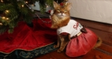 The Santa Baby Dress I Got While Shopping