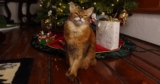 Is Your Cat Home Alone For the Holidays? Here Are 12 Tips