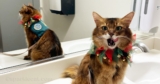 Festive Photo Flubs – Summer’s Fabulous Cat Life