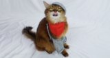 Cute Caturday Outtakes – Summer’s Fabulous Cat Life