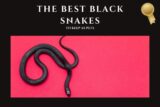 The Best Black Snakes to Keep as Pets