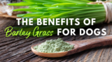 The Wholesome Benefits of Barley Grass for Canine Wellness – Dr. Dobias Natural Healing