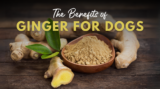 Research shows ginger helps arthritis, inflammation, psoriasis and imm – Dr. Dobias Natural Healing