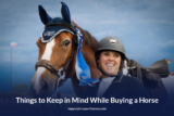 Things to Keep in Mind While Buying a Horse