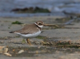 Common Ringed Plover – 10,000 Birds