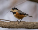 Birding Shanghai in February 2024