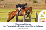 Key Players in the Modern Sport Horse Industry