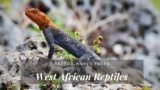 12 Fascinating West African Reptiles You’ll Be Happy To See