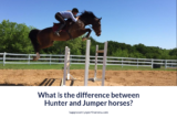 What is the difference between Hunter and Jumper horses?