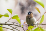 Birding Shanghai in December 2023