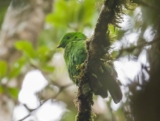 Birding Mount Kinabalu, Sabah, Borneo