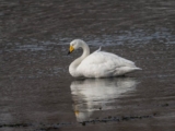 Whooper Swans at Lake Kussharo, Hokkaido