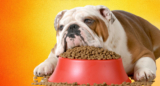 Is kibble bad for dogs? A case against processed dog food – Dr. Dobias Natural Healing