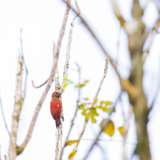 Birding Around the Farm – 10,000 Birds