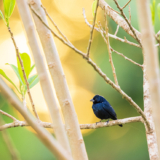 The Three Grassquits of Trinidad and Tobago – 10,000 Birds