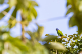 Familiar Faces in Guyana – 10,000 Birds