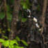 Can a Feral Cat Be Domesticated? Read Before You Bring One Home