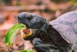 Do Turtles and Tortoises Have Teeth Or Beaks?