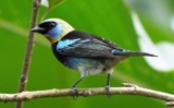 5 Candidates for the Most Popular Bird in Costa Rica