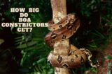 How Big Do Boa Constrictors Get? Boa Length and Weight