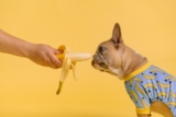 Can Dogs Eat Bananas? – Dr. Dobias Natural Healing