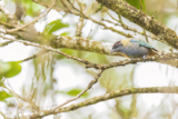 Lesser Antillean Specialties – 10,000 Birds