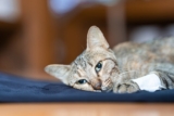 Anemia in Cats: Signs, Causes & Prevention (Vet Answer)