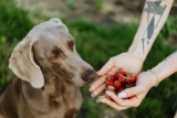 Can dogs eat strawberries? – Dr. Dobias Natural Healing