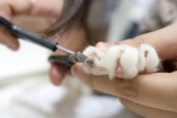 How to Restrain a Cat for Nail Clipping: Vet-Approved Safety Tips