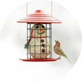 Give the Gift of Backyard Birds