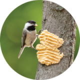 Helping to Tame Winter for Your Birds  – Wild Birds Unlimited