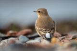 Birding Heligoland in Early September