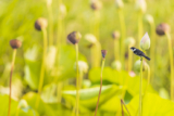 Birding the Garden City of Georgetown